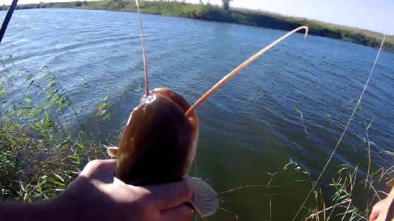 Рыбалка в Волго-Ахтубинской пойме