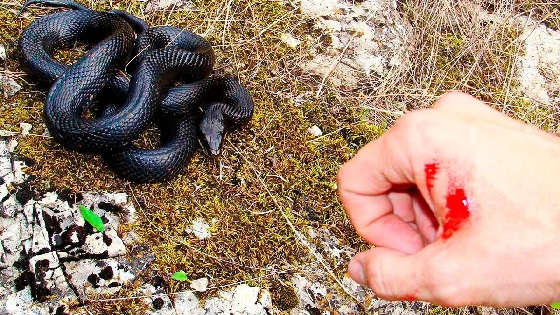 Что делать при укусе гадюки