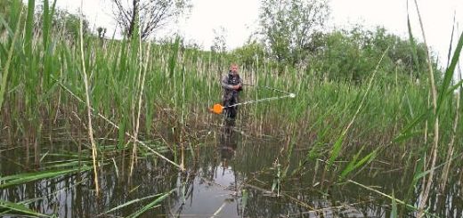 Крупный Карась на боковой кивок в гуще тростника