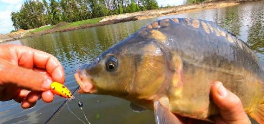 Ловля карпа на поплавок Chpok Fish