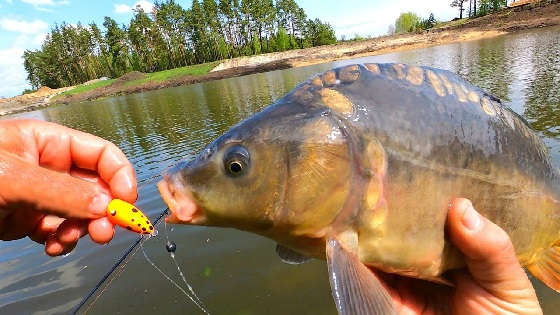 Ловля карпа на поплавок Chpok Fish