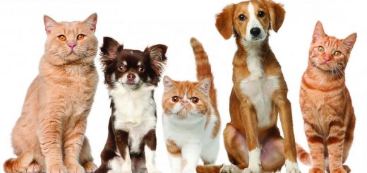 Домашние питомцы: кошки и собаки