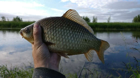 ЛОВЛЯ КАРАСЯ НА УДОЧКУ