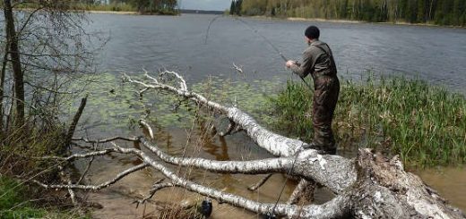 Рыбалка на трофейного карпа и амура в корягах