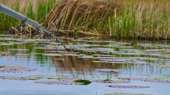 Ловля амура и сазана на удочку с боковым кивком