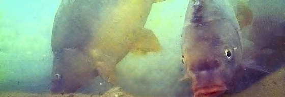 Ловля карпа на бойлы: подводная съёмка
