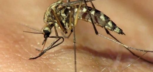 Как стать невидимым для комаров с помощью уловок