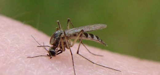 универсальное средство от комаров и мошек