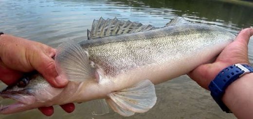 Поиск и Ловля судака на спаде воды в мошку