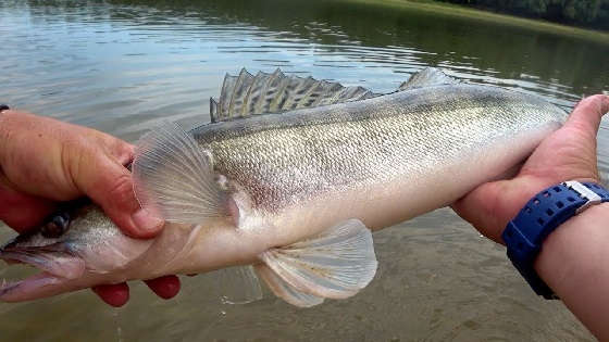 Поиск и Ловля судака на спаде воды в мошку