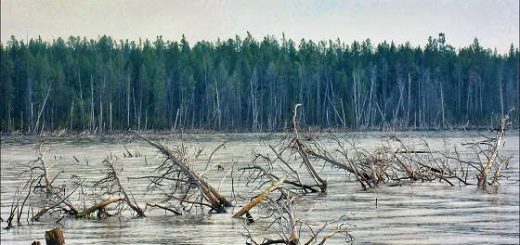 КЛЁВ В ЗАТОПЛЕННОМ ЛЕСУ