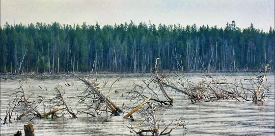 КЛЁВ В ЗАТОПЛЕННОМ ЛЕСУ