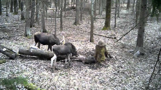 Лоси на солонце: Видео с фотоловушки