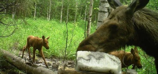 ЛОСИХА С ЛОСЕНКОМ: Видео с фотоловушки