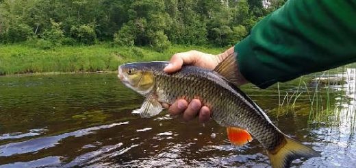 Рыбалка на реке Межа