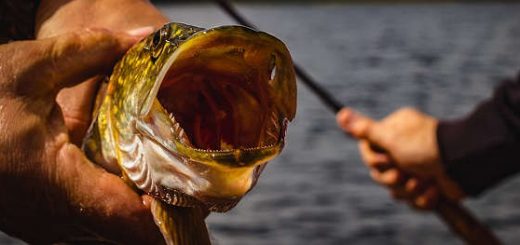 Рыбалка на щуку: Смоленское Поозерье