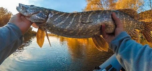 Ловля ЩУКИ и ОКУНЯ на СПИННИНГ в стоячей воде ОСЕНЬЮ