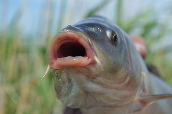 ЛОВЛЯ РЫБЫ НА ДИКОМ ВОДОЁМЕ