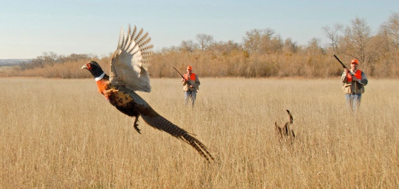 охота на фазана