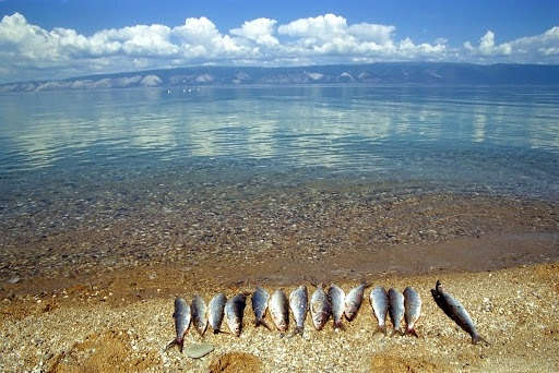 Как ловят рыбу на Байкале