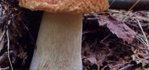 Ложный белый гриб в сентябре
