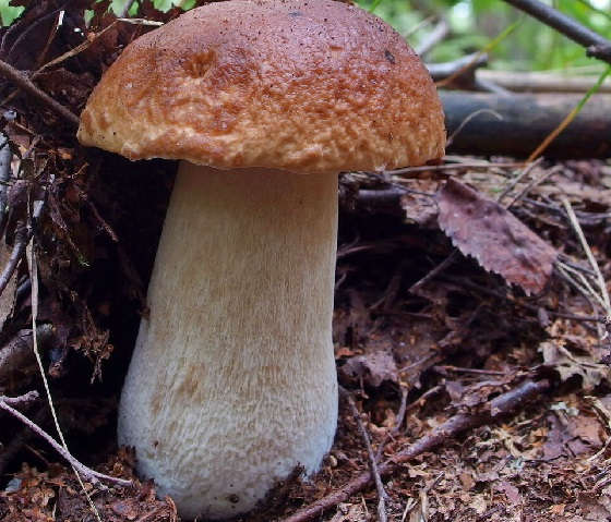 Ложный белый гриб в сентябре