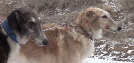 Полевые испытания борзых собак