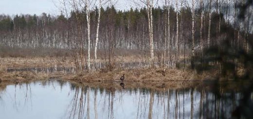 Охота на Глухаря на болоте с подхода