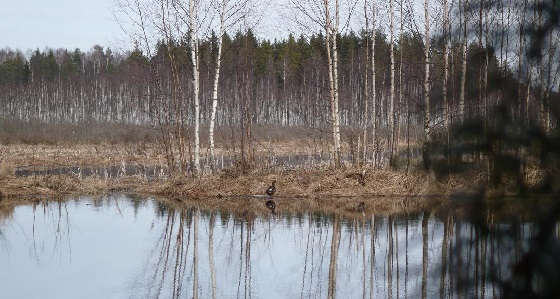 Охота на Глухаря на болоте с подхода