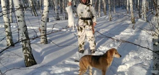 Охота с русскими гончими на зайца и тропление