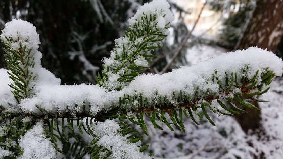 Хвойные деревья и их польза