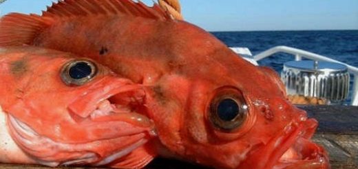 Глубоководная рыбалка на красного окуня