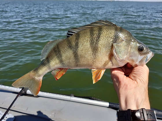 РЫБАЛКА на МОРДАТЫХ ОКУНЕЙ