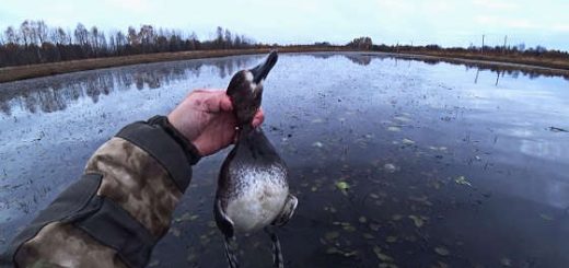 Удачная охота на утку в Московской области