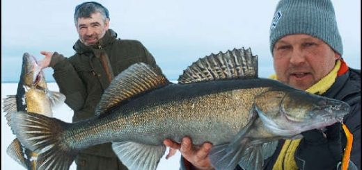 Трофейный СУДАК на РЫБИНСКОМ водохранилище