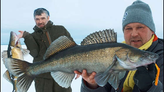 Трофейный СУДАК на РЫБИНСКОМ водохранилище