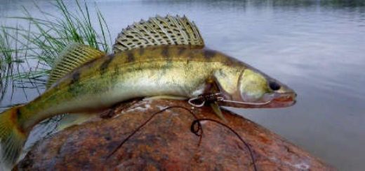 СУДАК на РЫБИНСКОМ водохранилище