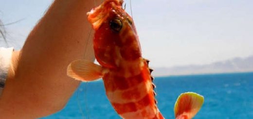 Рыбалка в Красном море