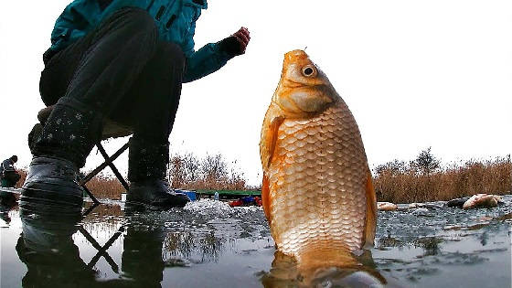 Ловля карася со льда на подвеску с мормышкой