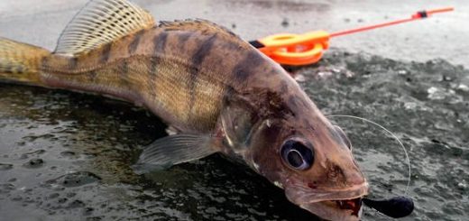 Берш на лепестки и мормышки