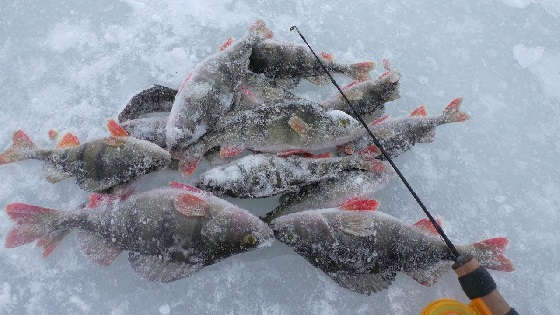 Зимняя рыбалка на блесну