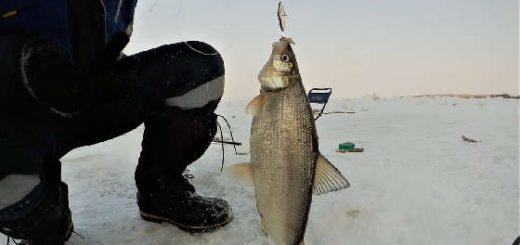 Рыбалка на сига зимой