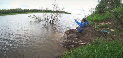 Ведро рыбы из под коряги