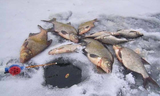 Зимняя рыбалка на рыбу лещёвой породы