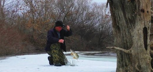 Голодные щуки в отшнурованном ерике