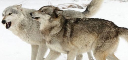 Облавная охота на волков