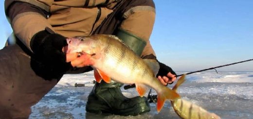 Ловля ОКУНЯ на заливах в -20°