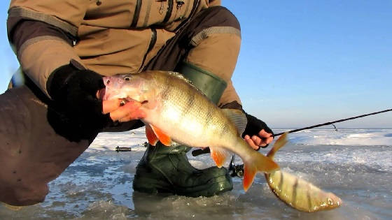 Ловля ОКУНЯ на заливах в -20°