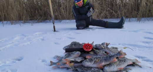 Ловля окуня на заливах реки Днепр