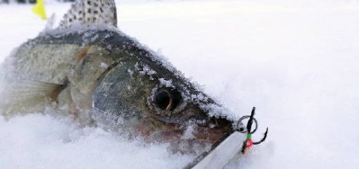 Ловля судака зимой: РАТЛИН, БЛЕСНА, БАЛАНСИР